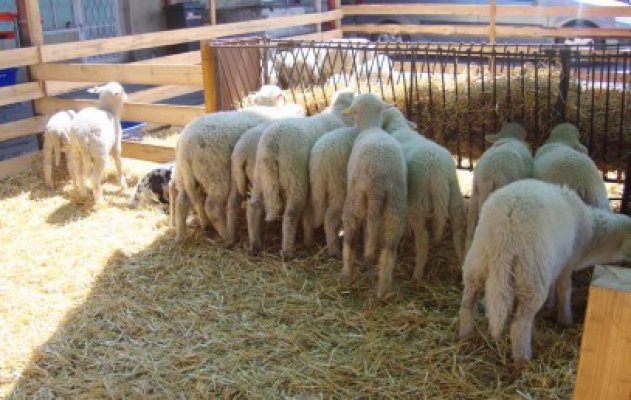 ANSVSA: 45 de puncte temporare pentru sacrificarea mieilor au fost autorizate până în prezent
